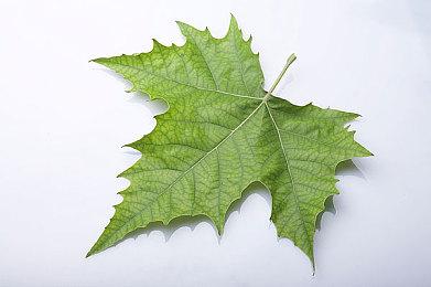 治愈系管理探索游戏《远花》主机版发售 多平台同步上线